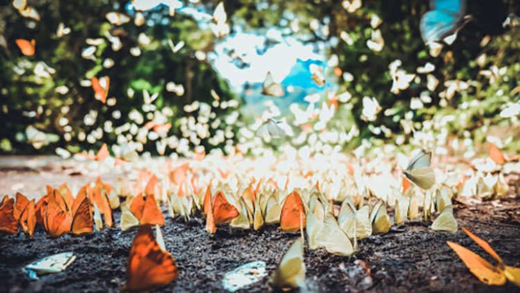 Butterfly at Cuc Phuong national park