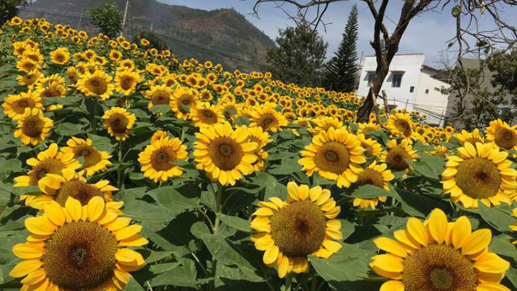 Da Lat wild sunflower