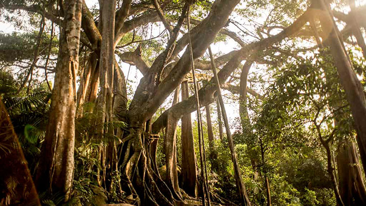 The giant banyan tree