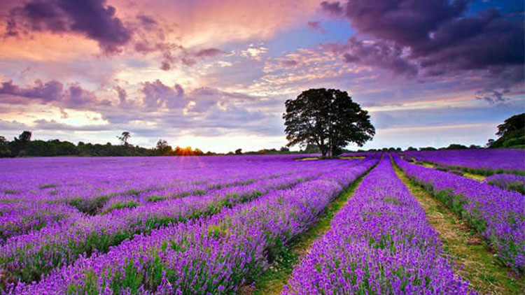 Lavender season in Da Lat