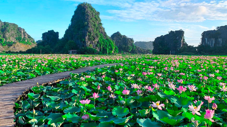 Lotus season in Ninh Binh