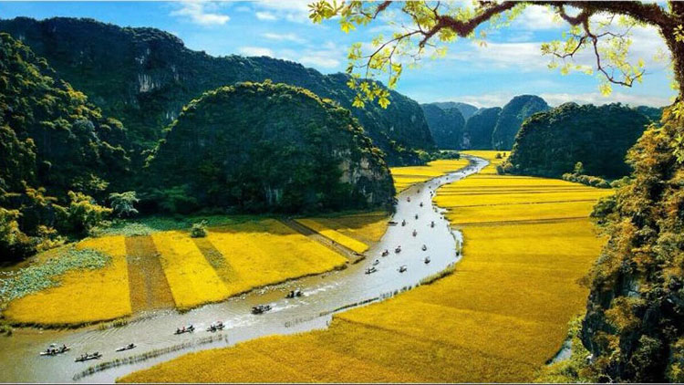 Golden rice fields at Tam Coc-Ninh Binh