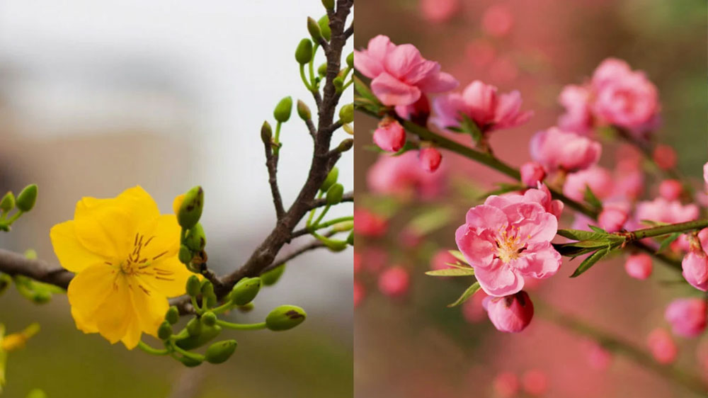peach blossom and apricot blossom comparison