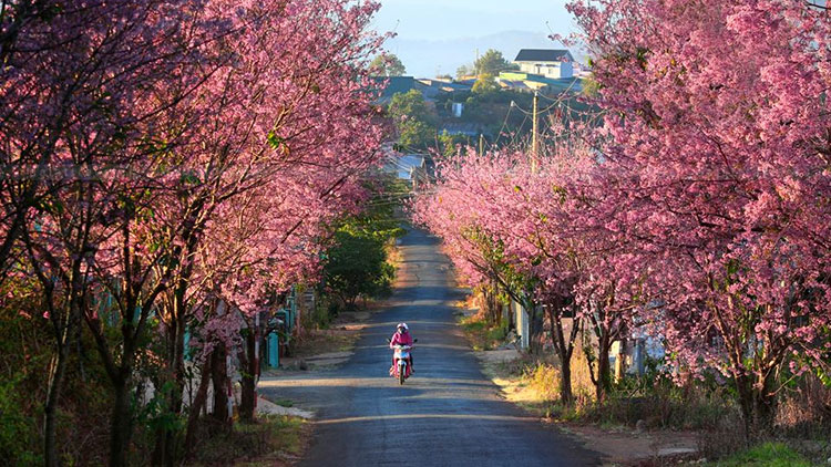 Peach Blossom season in Da Lat